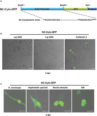 Exploration of an Actin Promoter-Based Transient Expression Vector to Trace the Cellular Localization of Nucleorhabdovirus Proteins in Leafhopper Cultured Cells